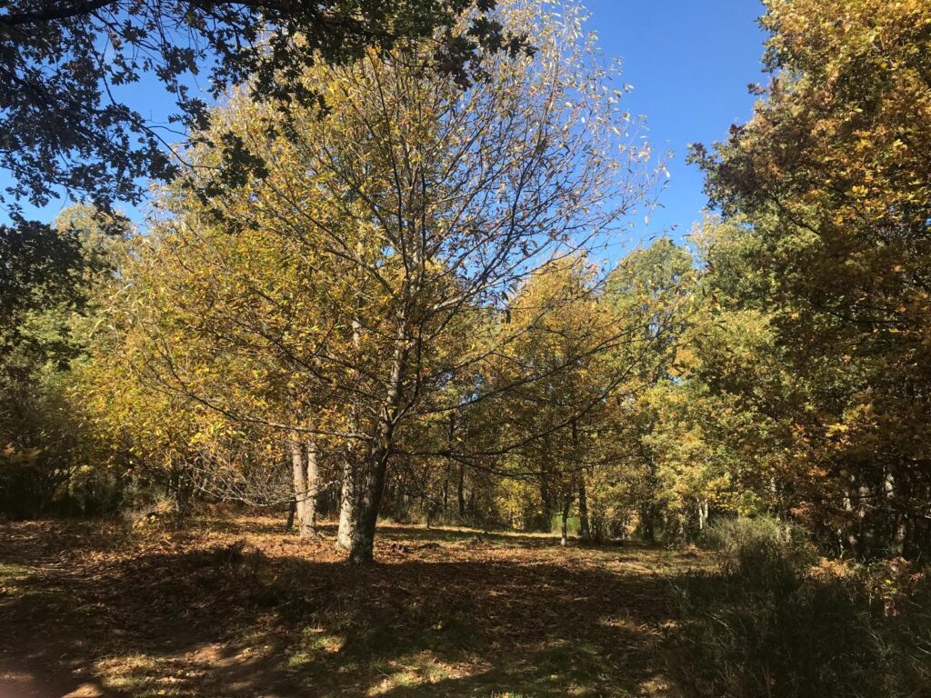 Camino entre robles y árboles otoñales cerca de Galende