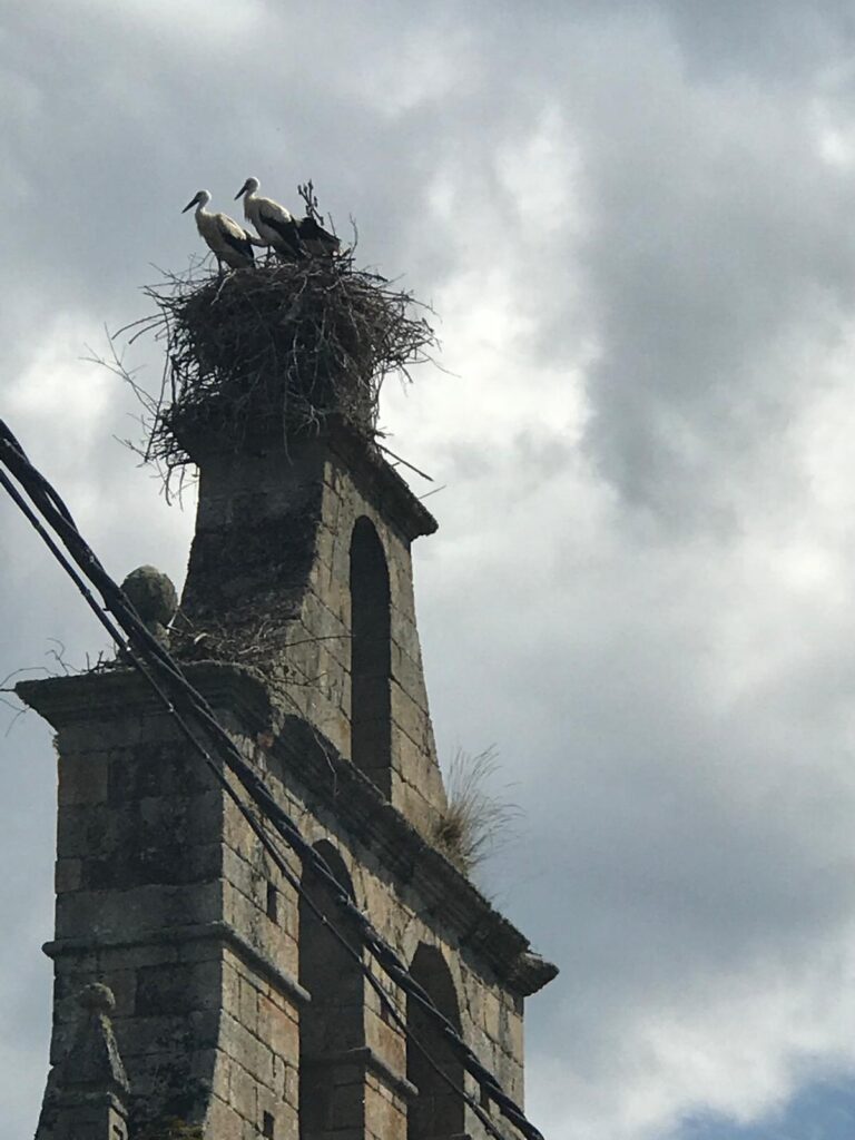 Campanario de la iglesia de San Mamés con nidos de cigüeña
