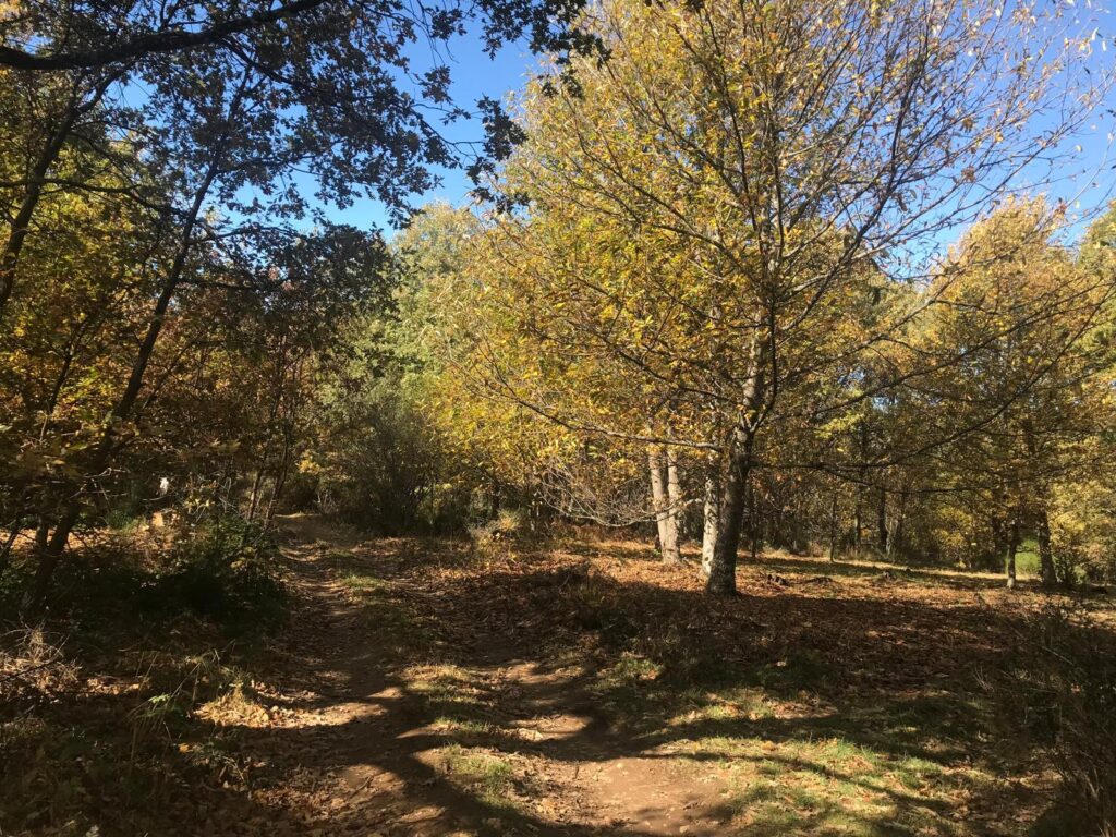 Árboles con colores de otoño en Galende