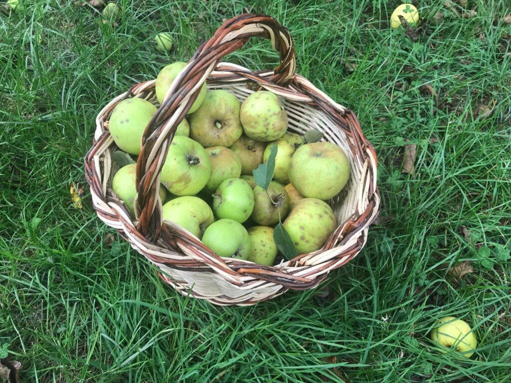 Cesta de manzanas recién cogidas sobre la hierba